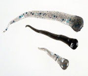 Leech Body